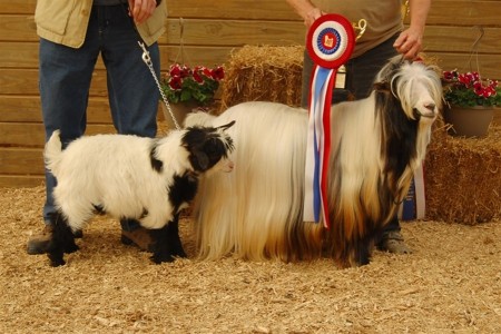 Father and Son Best in Show Winners