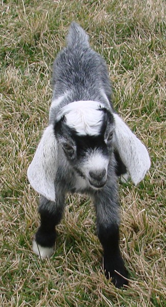 Sol Goat Sol-Orr’s Eugene